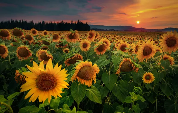 Picture field, forest, the sky, the sun, clouds, trees, sunflowers, landscape