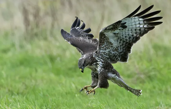 Picture flight, bird, wings, predator, kite