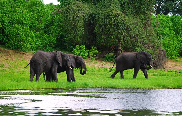Picture greens, grass, trees, nature, river, shore, elephant