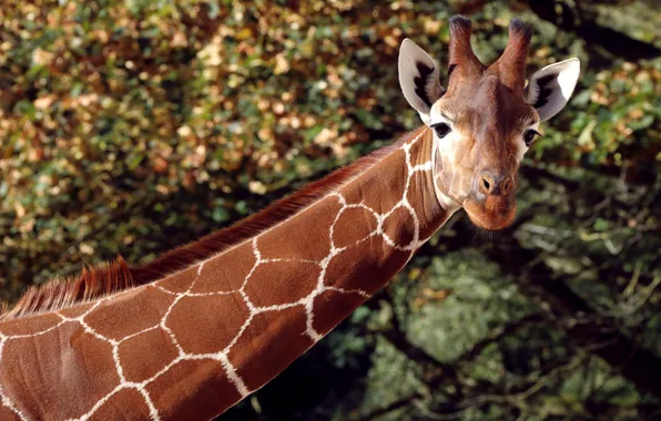 Look, face, light, portrait, giraffe, neck