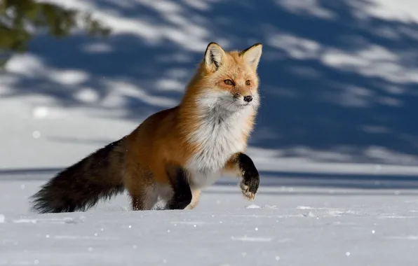 Picture winter, snow, nature, Fox