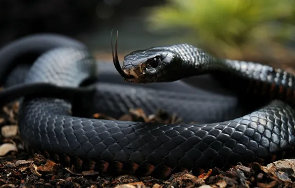 Picture BLACK, COLOR, LANGUAGE, EYES, SNAKE, SCALES