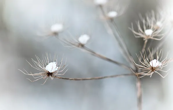 Snow, flowers, nature