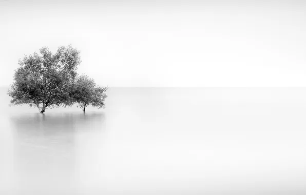 Trees, fog, background