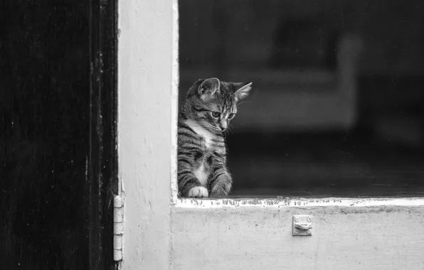 Look, glass, kitty, black and white