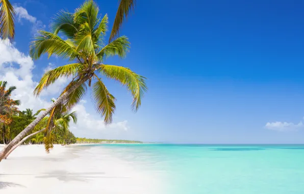 Beach, sky, sea, island, palm tree