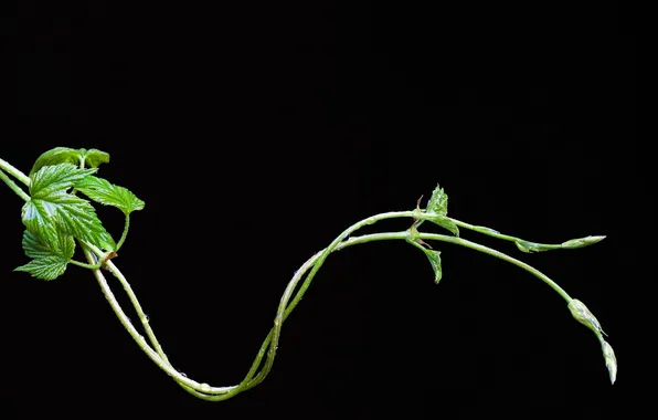 Plant, black background, hops
