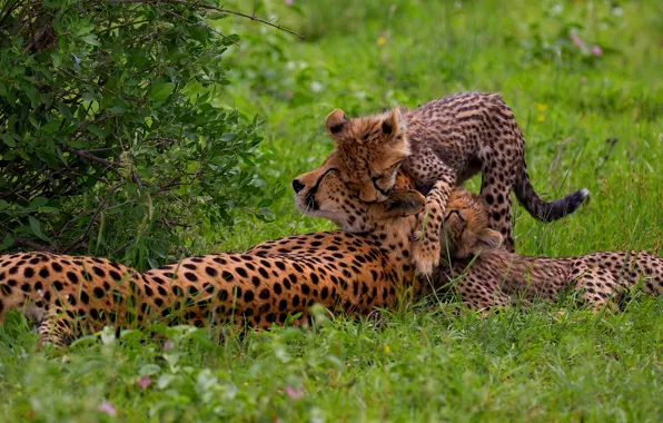 Grass, pose, glade, Bush, Cheetah, lies, kids, mom