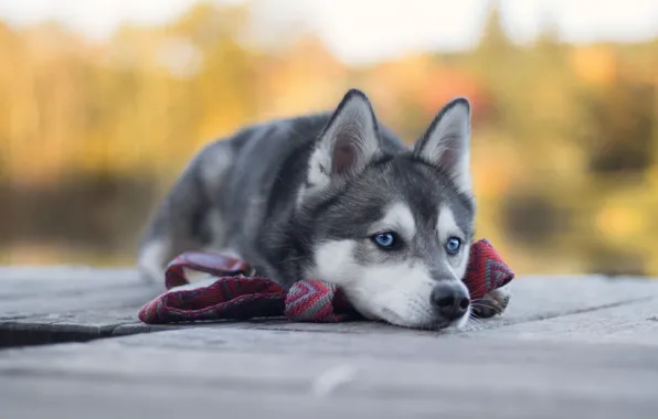 Picture dog, face, Husky