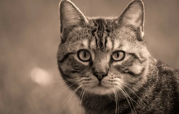 Cat, cat, look, face, grey, background, portrait, Sepia