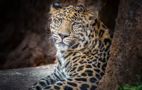 Predator, leopard, handsome