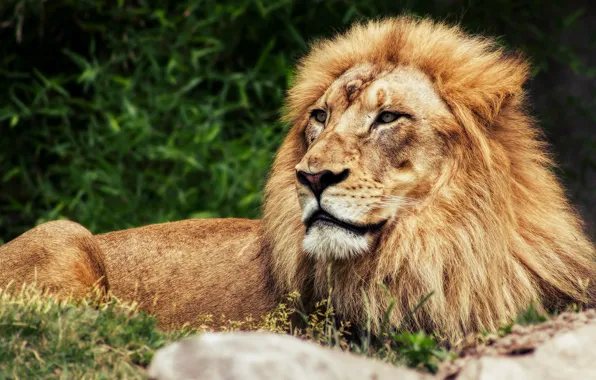 Picture cat, look, face, nature, portrait, Leo, mane, lies