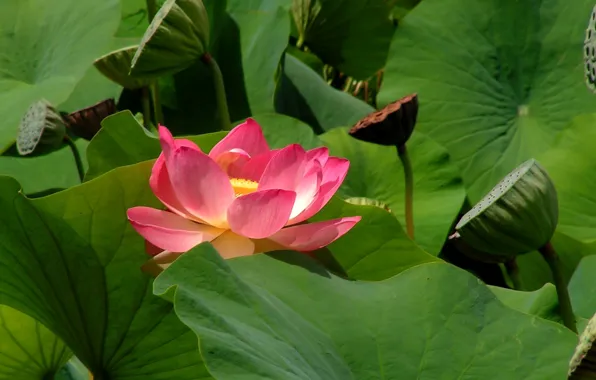 Leaves, petals, Lotus, pond