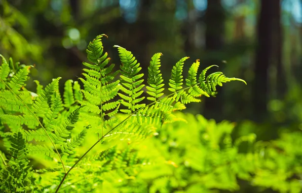 Greens, forest, grass, macro, nature, fern, the bushes