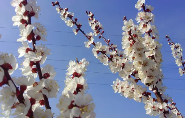 Flowering, April, spring 2018, Mamala ©