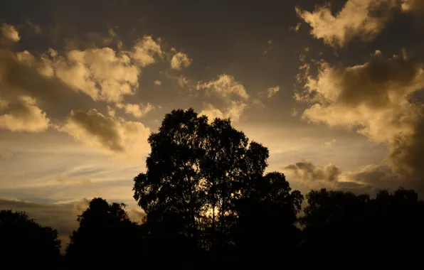 The sky, clouds, trees, landscape, nature, silhouette