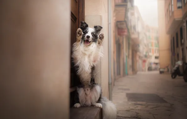 Picture each, street, dog, The border collie