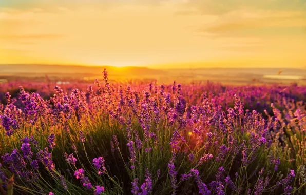 Picture field, sunset, nature, lavender