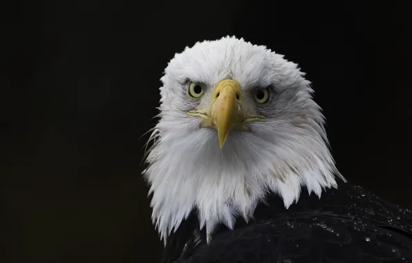 Background, bird, eagle