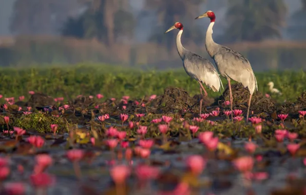 Flowers, birds, nature, lake, pond, shore, pair, pink
