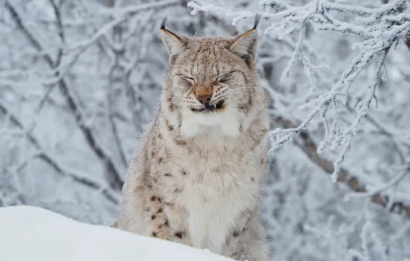 Picture winter, frost, cat, face, snow, branches, portrait, lynx