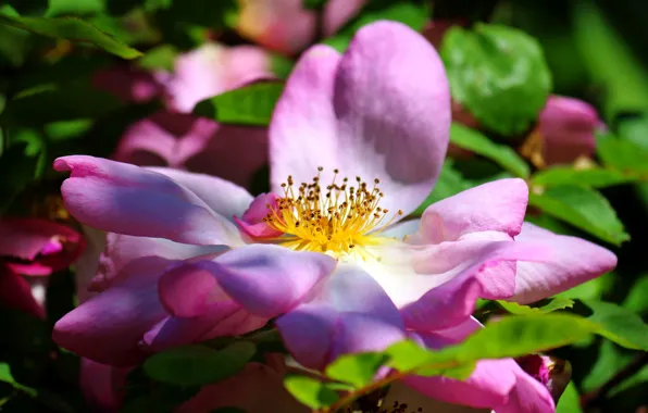 Picture leaves, macro, flowers, petals, briar, pink, flowering