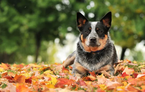 Autumn, look, each, dog