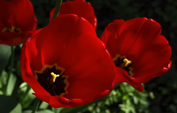 Picture macro, petals, garden, tulips