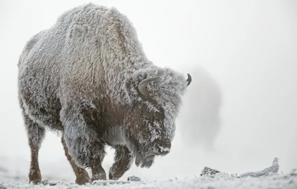 Picture winter, frost, snow, fog, Yellowstone national Park, Buffalo