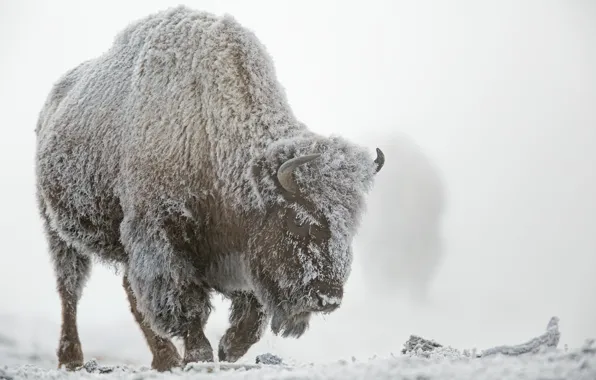 Winter, frost, snow, fog, Yellowstone national Park, Buffalo