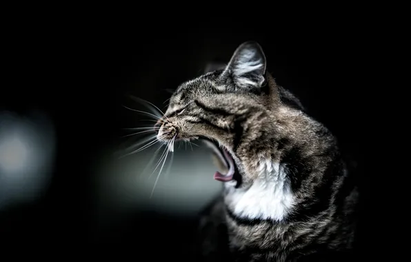 Picture cat, cat, background, black, striped, yawns, yawn