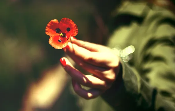 Flowers, red, Mac, petals