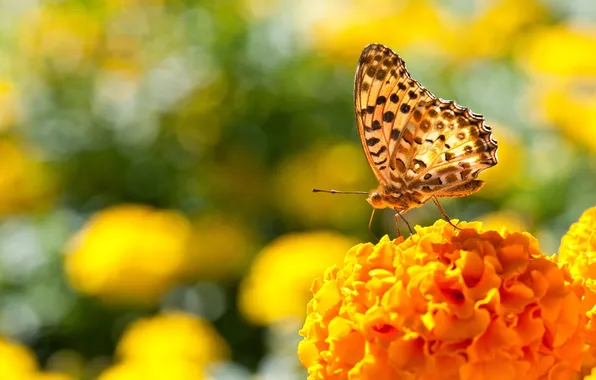 Flower, color, the sun, macro, photo, butterfly, bright, day
