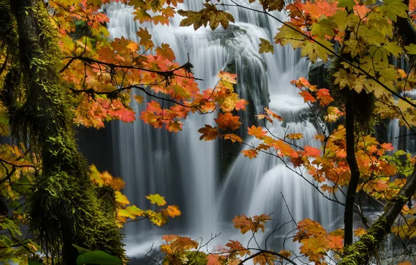 Picture autumn, forest, trees, nature, waterfall