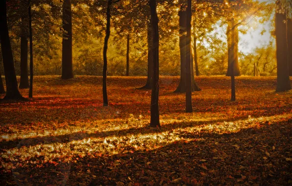 Autumn, forest, leaves, rays, light, trees, nature, Park