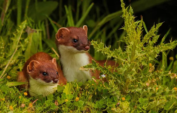 Grass, barb, two, weasels