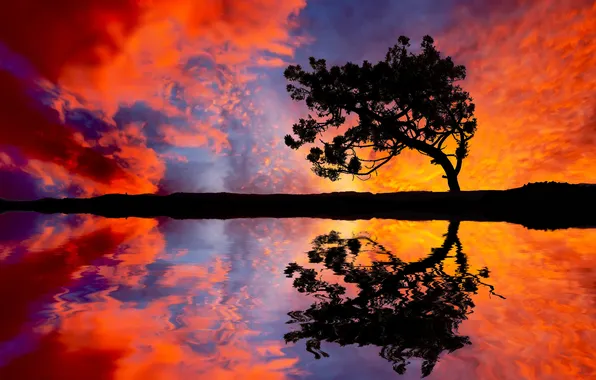 TREE, WATER, HORIZON, The SKY, CLOUDS, REFLECTION, SUNSET, SHADOWS