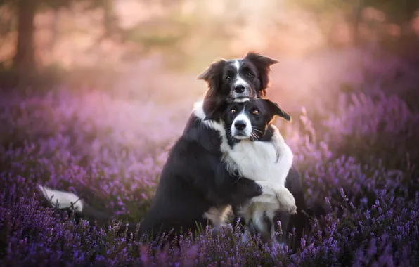 Dogs, friendship, a couple, friends, bokeh, two dogs, Heather, The border collie