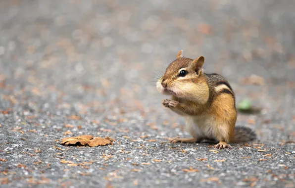 Picture road, leaf, legs, Chipmunk, cheeks, meal