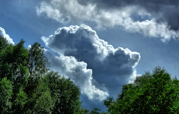Sky, cloud, tree