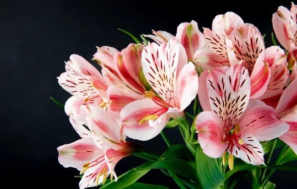 Flowers, beauty, bouquet