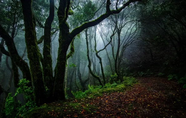 Picture Green, Road, Fog, Forest, Leaves, Tropic