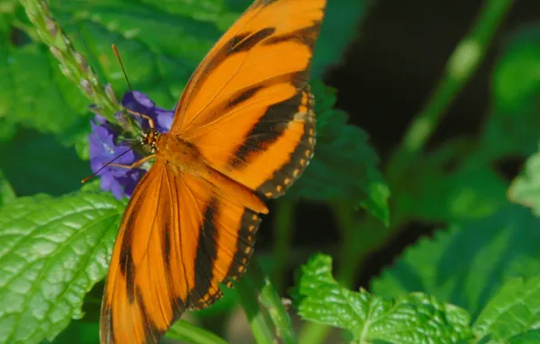 Greens, flower, leaves, macro, insects, nature, butterfly, striped