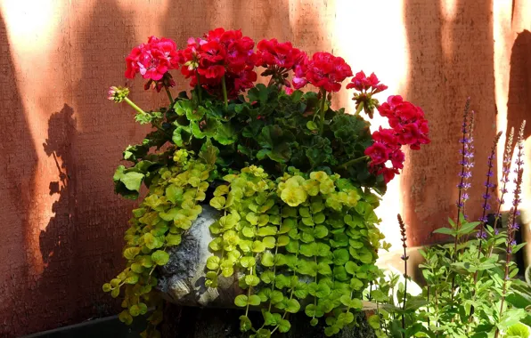 Background, geranium, red flowers