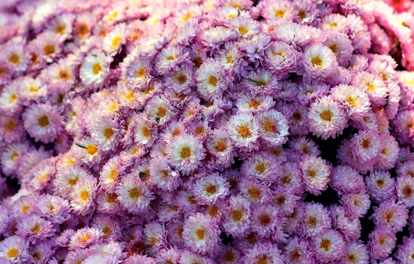 Flowers, flower, chrysanthemum, small, Chrizantenum