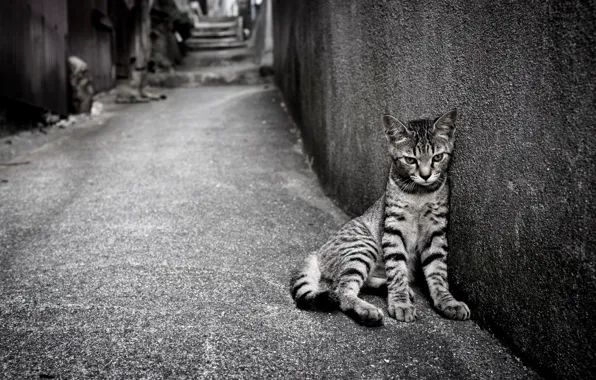Picture cat, loneliness, street