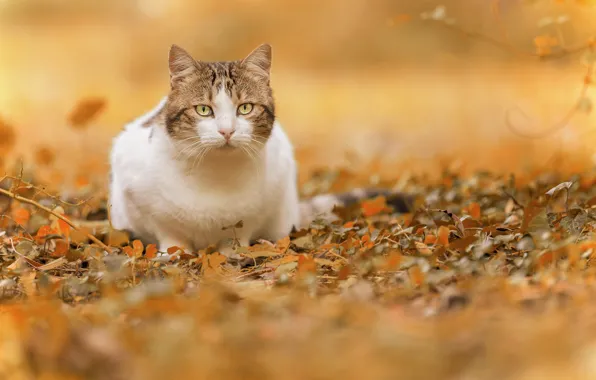 Picture autumn, cat, look, leaves, bokeh