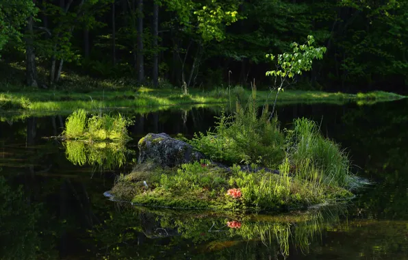 Forest, grass, flowers, lake, reflection, island, tree