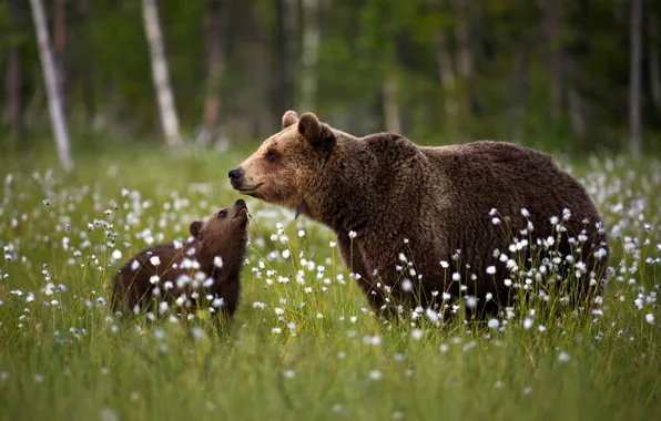 Glade, bears, bear, cub, bear