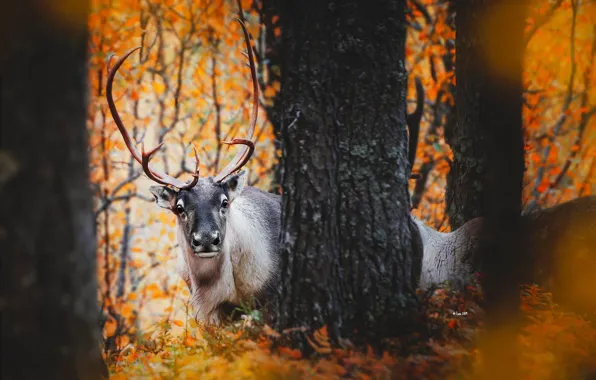 FOREST, TRUNK, TREES, BARK, HORNS, AUTUMN, FOLIAGE, DEER